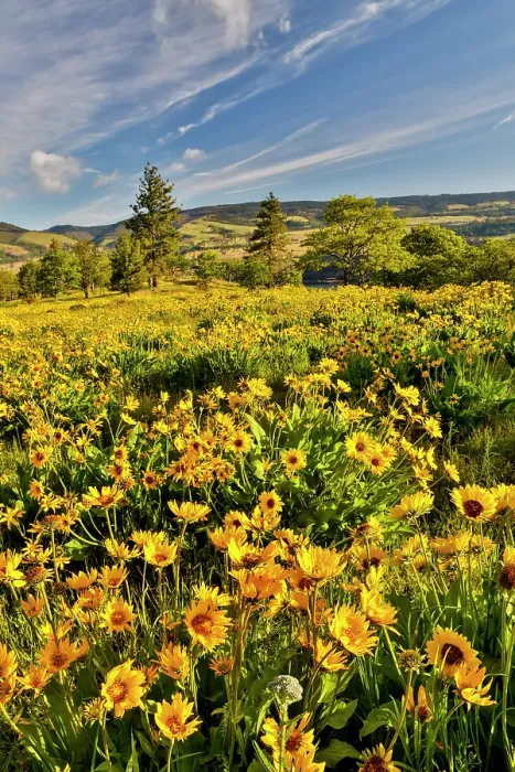Framed Print : USA, Oregon, Mosier. Landscape of balsamroot and oaks on hillside above the Columbia River Framed Print : USA, Oregon, Mosier. Landscape of balsamroot and oaks on hillside above the Columbia River