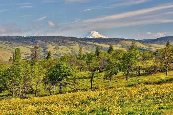 Framed Print : USA, Oregon, Mosier. Landscape of oaks and yellow balsamroot with backdrop of Mt. Adams Framed Print : USA, Oregon, Mosier. Landscape of oaks and yellow balsamroot with backdrop of Mt. Adams