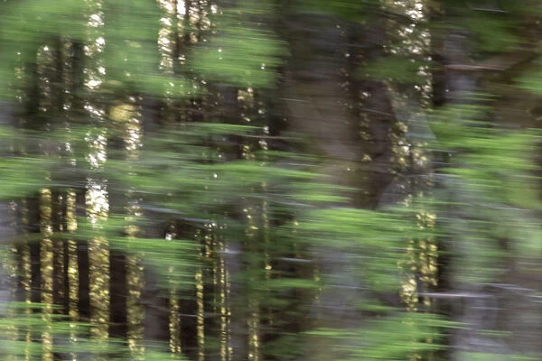 USA, Oregon. Motion blur through forest. Credit as: Wendy Kaveney  /  Jaynes Gallery