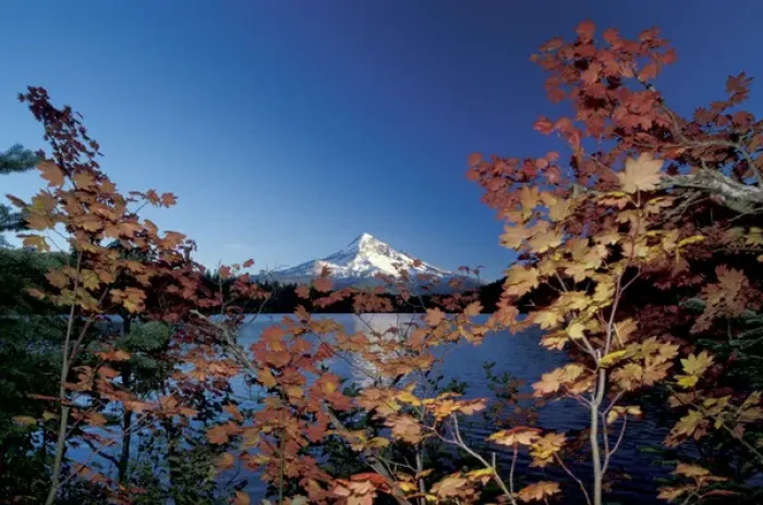 Framed Print : USA, Oregon, Mount Hood from Lost Lake, fall leaves Framed Print : USA, Oregon, Mount Hood from Lost Lake, fall leaves
