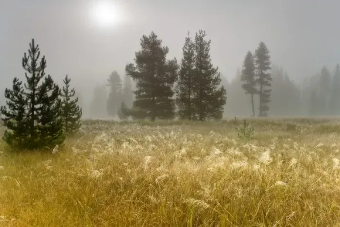 Framed Print : USA, Oregon, Mount Hood National Forest. Sunlight on foggy meadow. Credit as: Don Framed Print : USA, Oregon, Mount Hood National Forest. Sunlight on foggy meadow. Credit as: Don