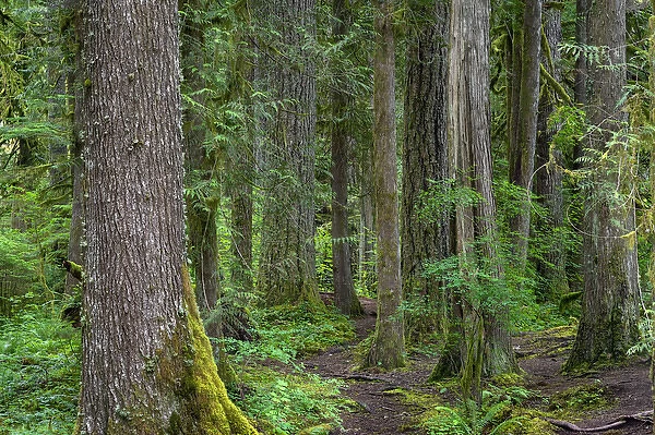 USA, Oregon, Mount Hood National Forest, Salmon-Huckleberry Wilderness, Old growth