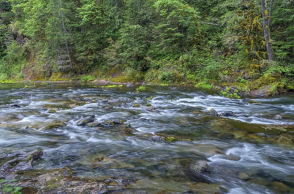 USA, Oregon, Mount Hood National Forest, Salmon-Huckleberry Wilderness, Salmon River