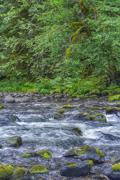 USA, Oregon, Mount Hood National Forest, Salmon-Huckleberry Wilderness, Lush spring