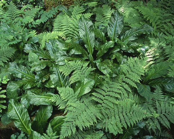 USA, Oregon, Mount Hood National Forest. Skunk cabbage and bracken fern grow in moist