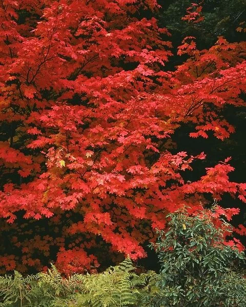 USA, Oregon, Mount Hood National Forest. Bright red leaves of vine maple in autumn