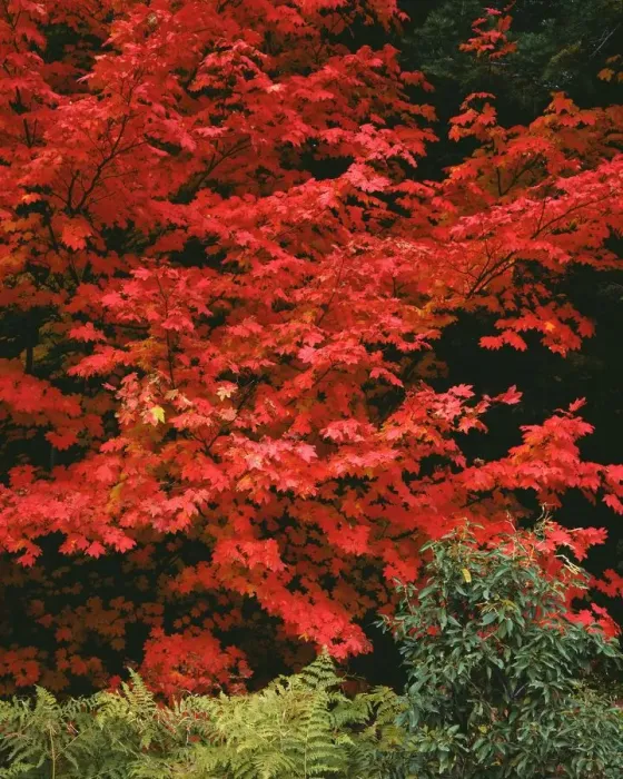 Framed Print : USA, Oregon, Mount Hood National Forest. Bright red leaves of vine maple in autumn