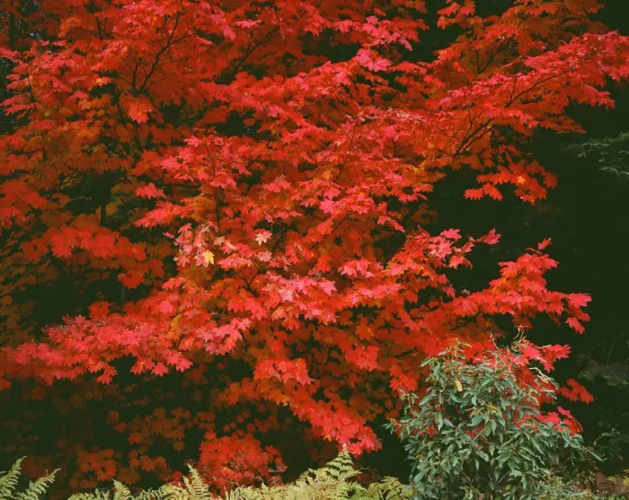 Framed Print : USA, Oregon, Mount Hood National Forest. Bright red leaves of vine maple in autumn