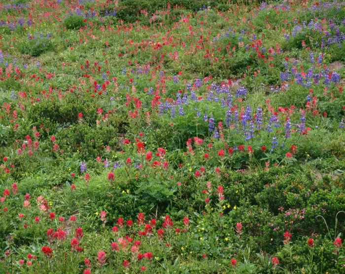 Framed Print : USA, Oregon, Mount Hood National Forest. Mount Hood Wilderness, Paintbrush, lupine Framed Print : USA, Oregon, Mount Hood National Forest. Mount Hood Wilderness, Paintbrush, lupine
