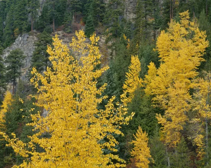 Framed Print : USA, Oregon, Mount Hood National Forest. Fall colored black cottonwood and conifers