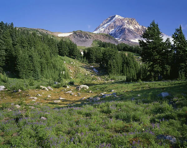 USA, Oregon, Mount Hood National Forest. Mount Hood Wilderness, Summer meadow of