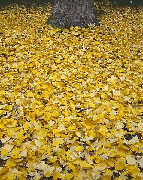 USA, Oregon, Mount Hood National Forest. Fall-colored leaves of black cottonwood