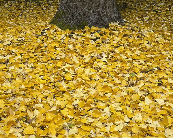 USA, Oregon, Mount Hood National Forest. Fall-colored leaves of black cottonwood