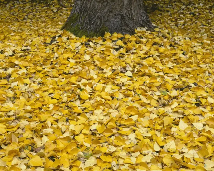 Framed Print : USA, Oregon, Mount Hood National Forest. Fall-colored leaves of black cottonwood Framed Print : USA, Oregon, Mount Hood National Forest. Fall-colored leaves of black cottonwood