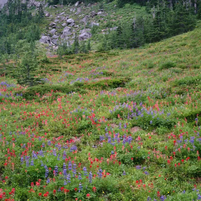 Framed Print : USA, Oregon, Mount Hood Wilderness, Mount Hood National Forest, Paintbrush and lupine