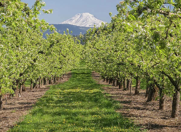 USA, Oregon. Mt. Adams as seen from a fruit orchard in bloom
