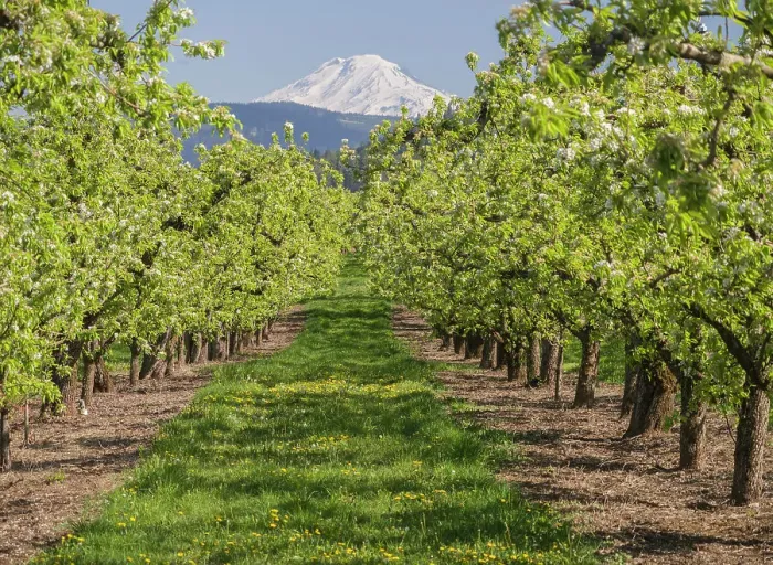Framed Print : USA, Oregon. Mt. Adams as seen from a fruit orchard in bloom Framed Print : USA, Oregon. Mt. Adams as seen from a fruit orchard in bloom