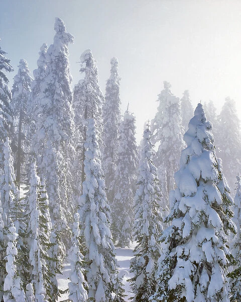 USA, Oregon, Mt Ashland. Fresh snow on evergreens