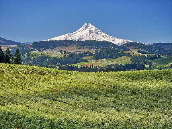 USA, Oregon. Mt. Hood in the distance with fruit orchards in the foreground