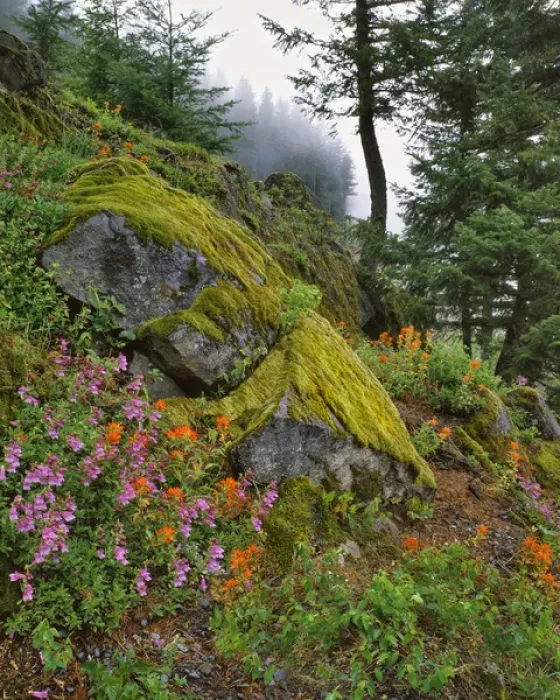 Framed Print : USA, Oregon, Mt Hood National Forest. Hillside of trees and wildflowers. Credit as Framed Print : USA, Oregon, Mt Hood National Forest. Hillside of trees and wildflowers. Credit as