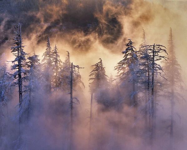 USA, Oregon, Mt Hood National Forest. Evergreens in fog