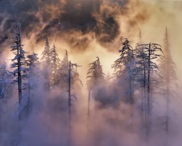 Framed Print : USA, Oregon, Mt Hood National Forest. Evergreens in fog Framed Print : USA, Oregon, Mt Hood National Forest. Evergreens in fog