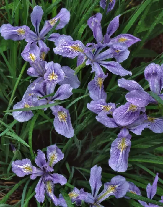 Framed Print : USA, Oregon, Mt Hood National Forest. Wild iris close-up