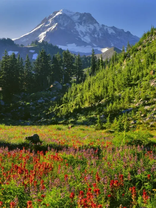 Framed Print : USA, Oregon, Mt. Hood National Forest. Mt. Hood and valley flowers