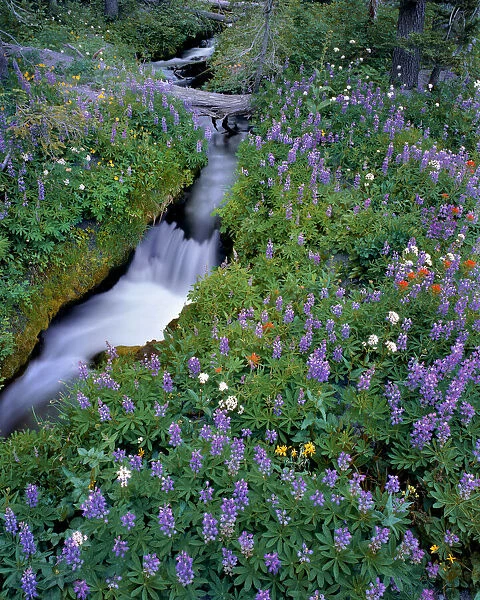 USA, Oregon, Mt. Hood National Forest. Lupine along Mitchell Creek