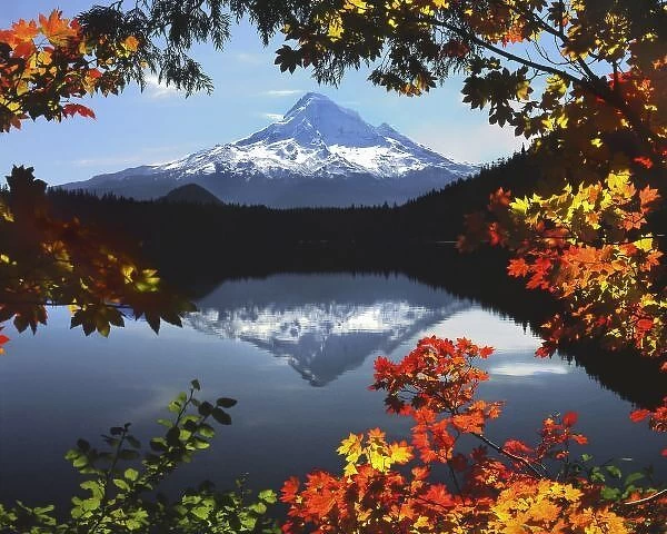 USA, Oregon, Mt. Hood National Forest. Fall-colored vine maples frame Mt. Hood from Lost Lake
