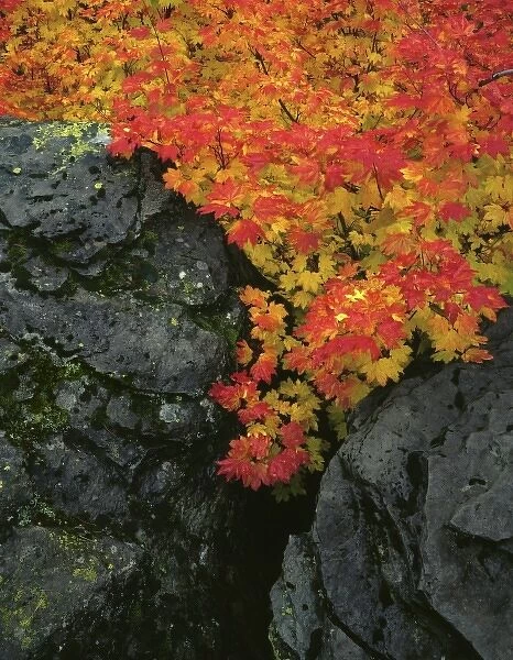 USA, Oregon, Mt. Hood National Forest. Wild vine maple trees grow between basalt boulders in Mt