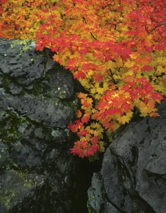 Framed Print : USA, Oregon, Mt. Hood National Forest. Wild vine maple trees grow between basalt boulders in Mt