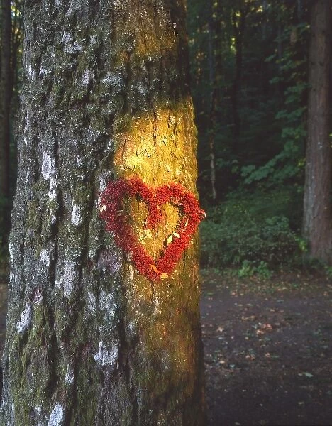 USA, Oregon, Mt. Hood National Forest, Heart wreath on Douglas-fir tree bathed in