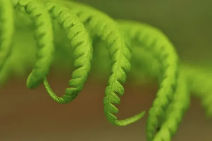 Framed Print : USA, Oregon, Mt. Hood National Forest. Close-up of lady fern leaves unfurling