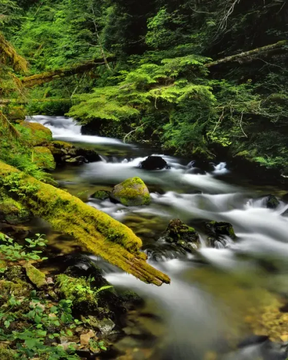 Framed Print : USA, Oregon, Mt Hood National Forest. Still Creek scenic Framed Print : USA, Oregon, Mt Hood National Forest. Still Creek scenic