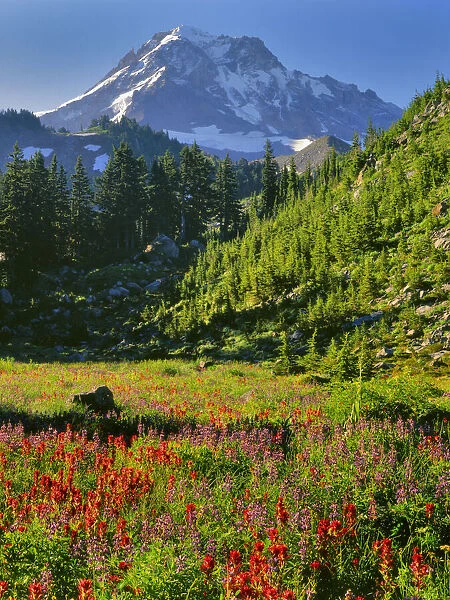USA, Oregon, Mt. Hood National Forest. Mt. Hood and valley flowers