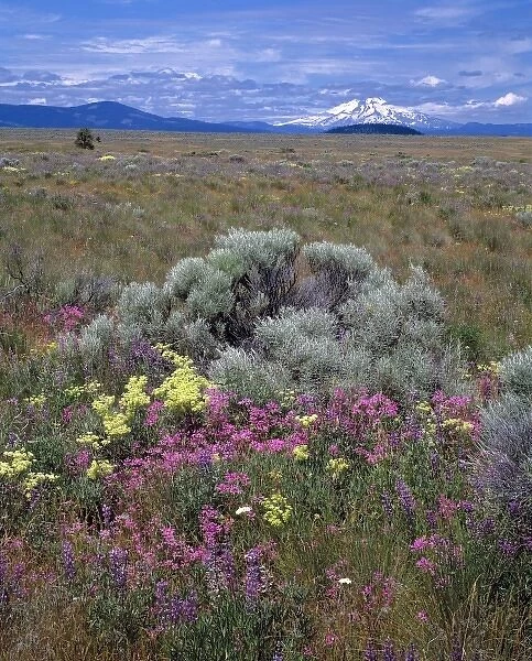 USA, Oregon, Mt Jefferson. The high desert area of central Oregon offers a variety of wildflowers