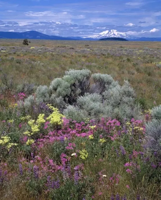 Framed Print : USA, Oregon, Mt Jefferson. The high desert area of central Oregon offers a variety of wildflowers