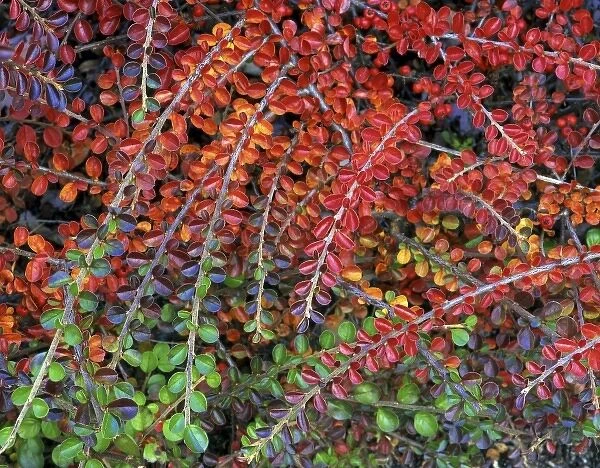 USA, Oregon, Multnomah County, Fall-colored leaves of cotoneaster plant