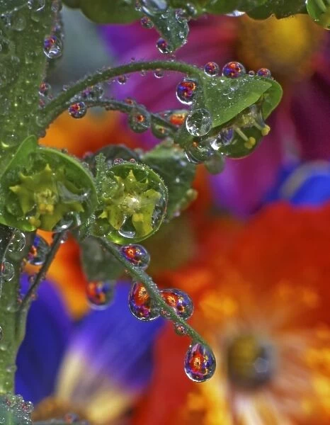 USA, Oregon, Multnomah County. Garden flowers reflect in dewdrops clinging to euphorbia plant
