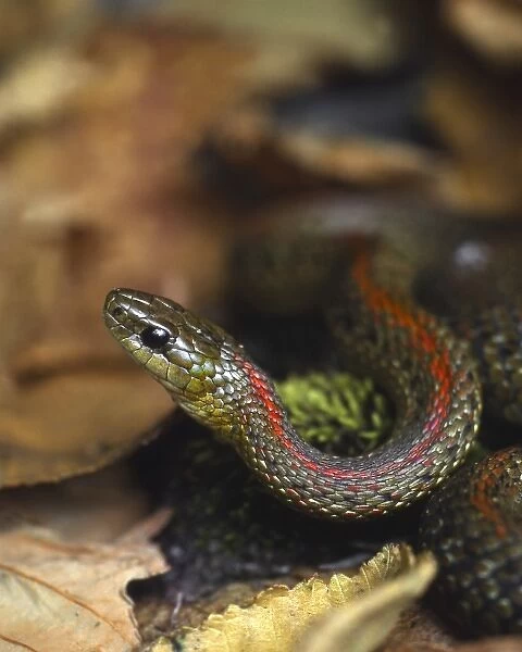 USA, Oregon, Multnomah County. Garter snake in garden