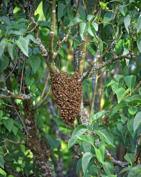 USA, Oregon, Multnomah County. Honey bees cluster onto lilac tree