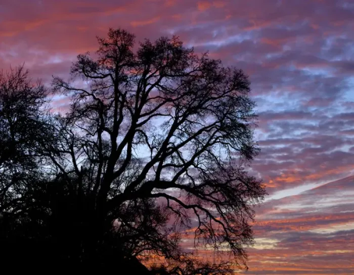Framed Print : USA, Oregon, Multnomah County. Oak tree at sunrise near Blue Lake