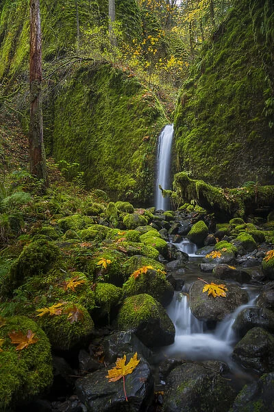 USA, Oregon. Mysterious Mossy Grotto falls on an autumn day in the Columbia Gorge