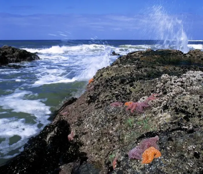 Framed Print : USA, Oregon, Nepture SP. Brilliant orange starfish stand out among the rocky tide Framed Print : USA, Oregon, Nepture SP. Brilliant orange starfish stand out among the rocky tide