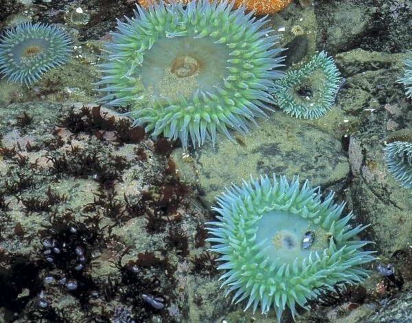 USA, Oregon, Nepture SP. Jewel-toned sea anemones cover the living rocks of Neptune State Park