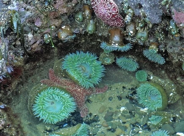 USA, Oregon, Nepture SP. Sea anemone cluster in the tide pools at Strawberry Hill