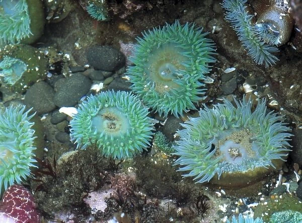 USA, Oregon, Nepture SP. Sea anemone display their beautiful colors in the ride pools