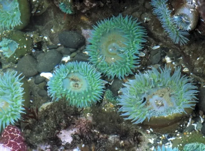 Framed Print : USA, Oregon, Nepture SP. Sea anemone display their beautiful colors in the ride pools