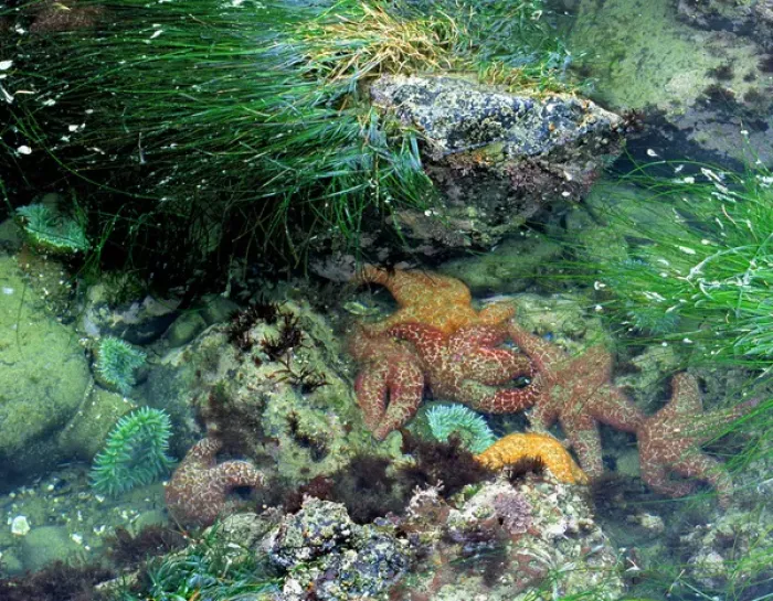 Framed Print : USA, Oregon, Nepture SP. Starfish and sea anemone co-exist in Neptune State Park near Cape Perpetua